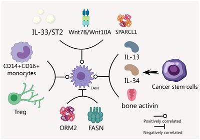 Tumor-associated macrophages: orchestrators of cholangiocarcinoma progression